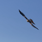 Falke im Anflug2.jpg